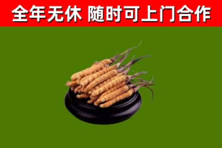 围场回收散虫草