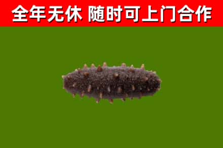 围场回收海参干